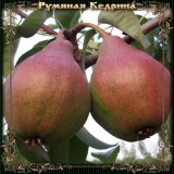 Румяная Кедрина_0x160 Любимый сад